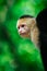 Capuchin  cebidae  monkey in the natural environment.