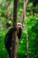 Capuchin cebidae  monkey in the natural environment.