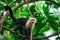 Capuchin cebidae  monkey in the natural environment.