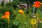 Capuchin cress, tropaeolum plant in different colors against a natural green background