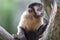 Capuchin Monkey