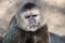 Capuchin monkey