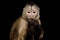 Capuchin Monkey