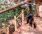 Capuchin monkey at aviary