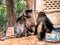 Capuchin monkey at aviary