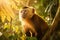 Capuchin monkey in a beautiful sunlit forest with golden light rays