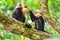 Capuchin Monkey on branch of tree - animals in wilderness