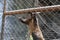 Capuchin monkey in cage