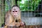 Capuchin Monkey In Captivity