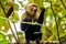 Capuchin Monkey Costa Rica