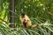 Capuchin monkey eating banana