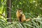 Capuchin monkey eating banana