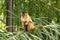 Capuchin monkey eating banana