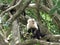 Capuchin monkey eating a banana