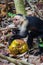 Capuchin monkey eating a coconut in Cahuita National Park (Costa Rica)