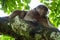Capuchin monkey female lyiong on the branch of a tree