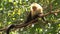 Capuchin monkey in the forest in Costa Rica