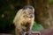 Capuchin monkey with frightened face