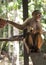 Capuchin monkey in Mocagua  Amazonas  Colombia