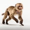 Capuchin Monkey In Motion: Stunning 8k Uhd Photo