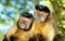 Capuchin monkey pair