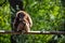 Capuchin monkey posing as the thinker sitting on a branch