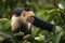 Capuchin Monkey side