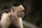 Capuchin Monkey side profile