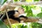 Capuchin monkey in the tree - what happened there - Costa Rica