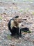 Capuchin monkey yells as it gives the finger