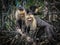 Capuchin Monkeys in Costa Rica