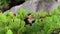 Capuchin Monkeys Eating Fruit in a Tree Parador Resort and Spa Manuel Antonio