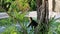 Capuchin Monkeys Eating Fruit in a Tree Parador Resort and Spa Manuel Antonio