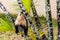 Capuchin Monkeys Eating Fruit in a Tree Parador Resort and Spa Manuel Antonio