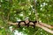Capuchin Monkeys Holding Hands