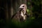 Capuchin vulture portrait in nature