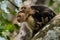 Capuchin White Faced Monkey Portrait