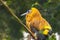 Capuchinbird, Perissocephalus tricolor, calfbird. Exotic Bird. Close up