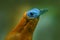 Capuchinbird, Perissocephalus tricolor,  large passerine bird of the family Cotingidae. Wild calfbird in the nature tropic forest