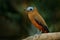 Capuchinbird, Perissocephalus tricolor,  large passerine bird of the family Cotingidae. Wild calfbird in the nature tropic forest