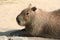 Capybara