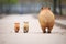 capybara adults and young walking single file