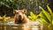 capybara beautiful relax water swim furry nature mammal river travel