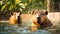 capybara beautiful relax water swim furry nature mammal river travel large