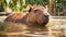 capybara beautiful relax water swim furry nature mammal river travel large nature
