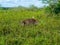 Capybara with a bird on his back - Esteros del Ibera, Argentina