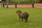 Capybara at a camping in Carlos Pellegrini, Argentina