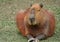 Capybara  capivara