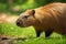Capybara Captured in High-Quality Photography Enhanced with Subtle 3D Rendering Effects, Bathed in Natural Radiance