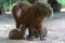 Capybara, capybara or "capybara", American rodent in a natural state nursing its young